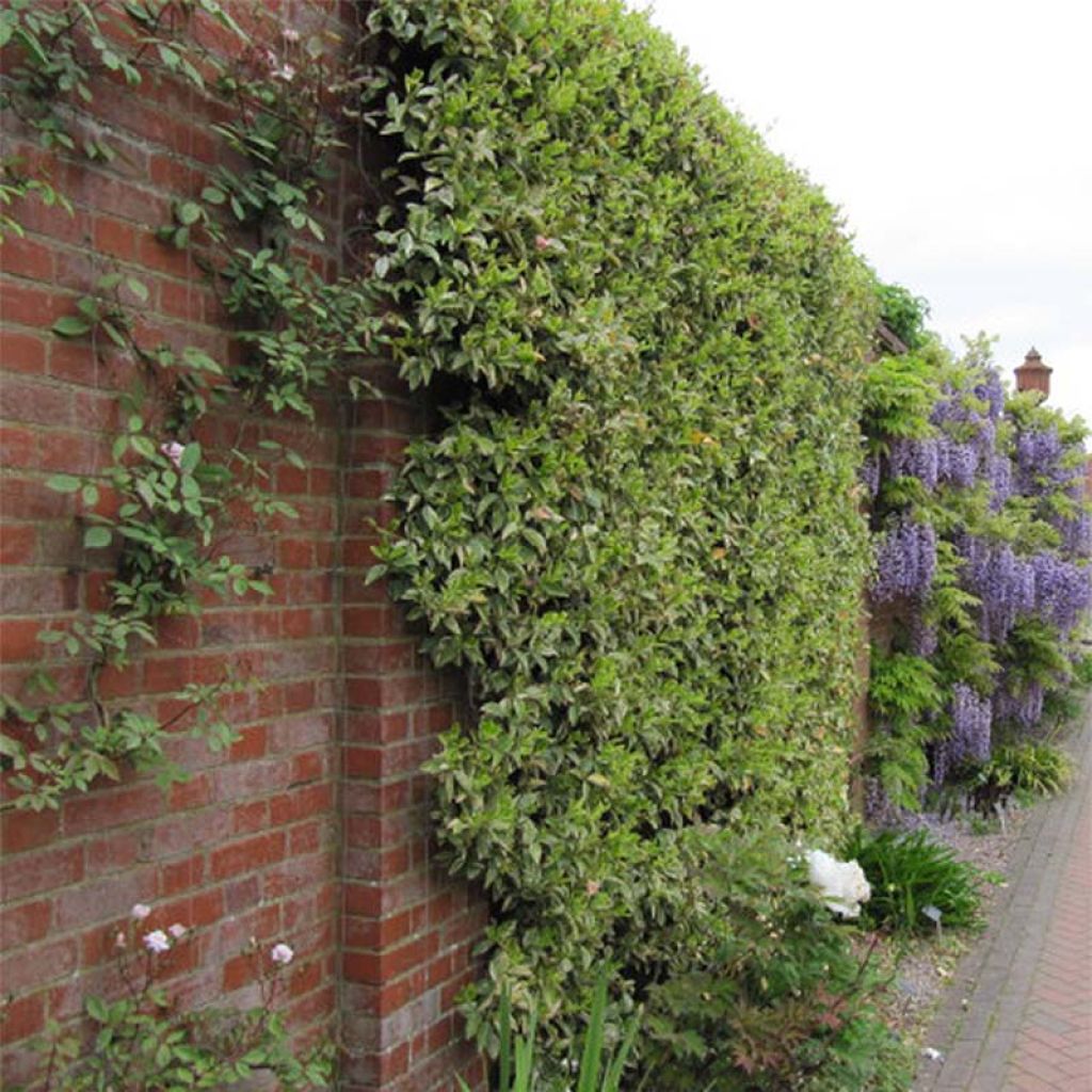 Trachelospermum jasminoides Variegatum - Star Jasmine