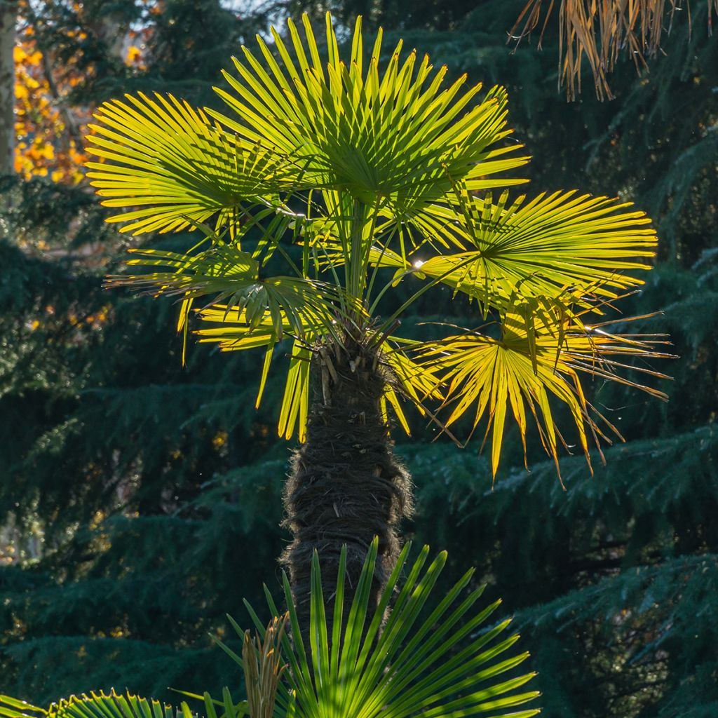 Trachycarpus fortunei - Chinese Windmill Palm