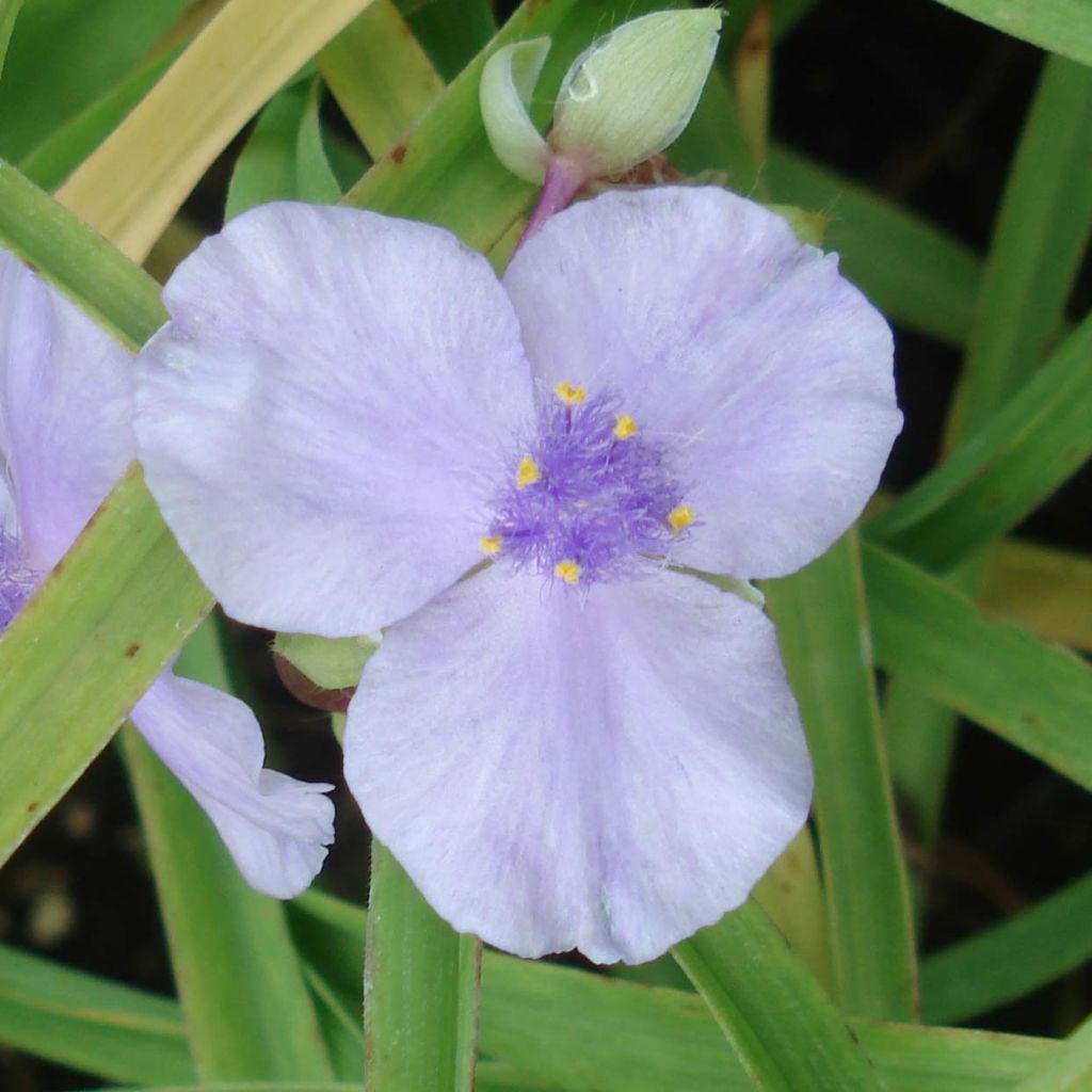 Tradescantia andersoniana Little Doll - Spiderwort