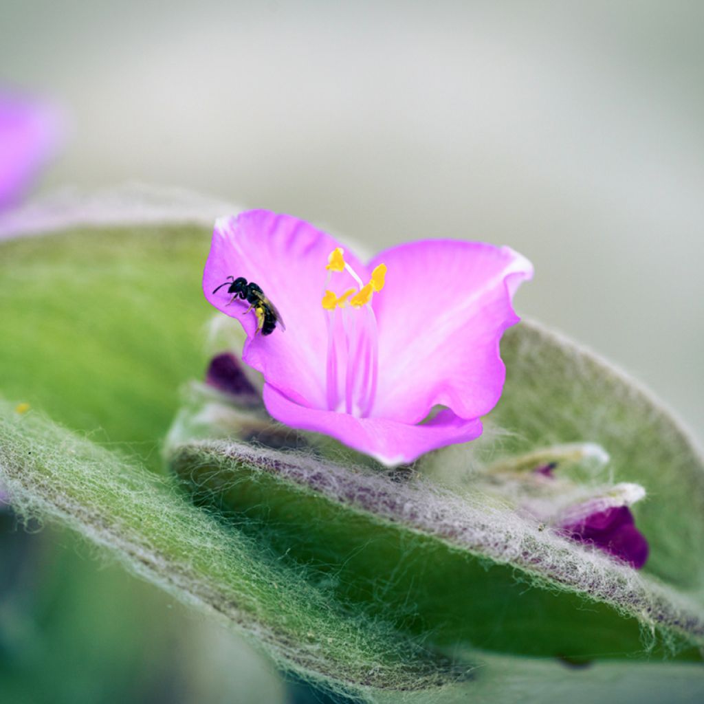 Tradescantia sillamontana