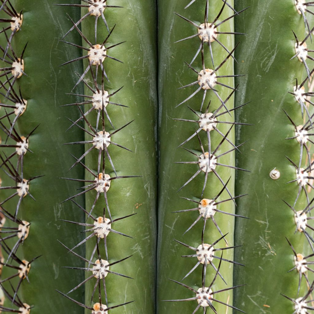 Trichocereus terscheckii  - Cactus