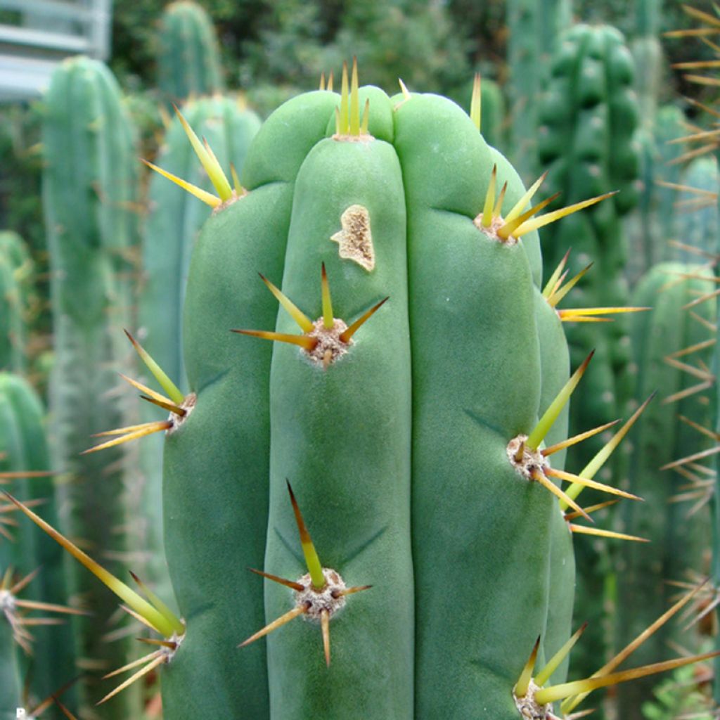 Trichocereus cuzcoensis - Cactus