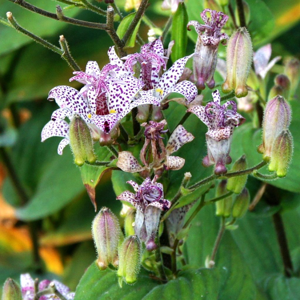 Tricyrtis formosana - Toad Lily