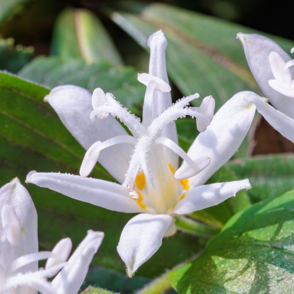Tricyrtis hirta Alba - Toad Lily