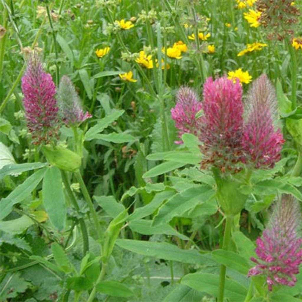 Trifolium rubens