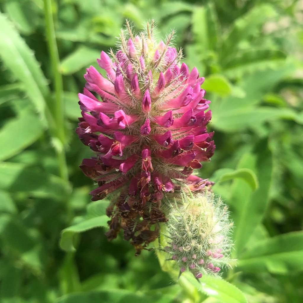 Trifolium rubens