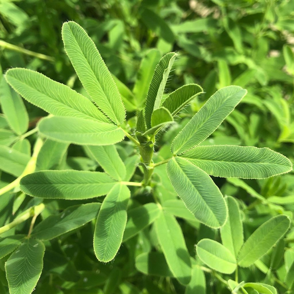 Trifolium rubens