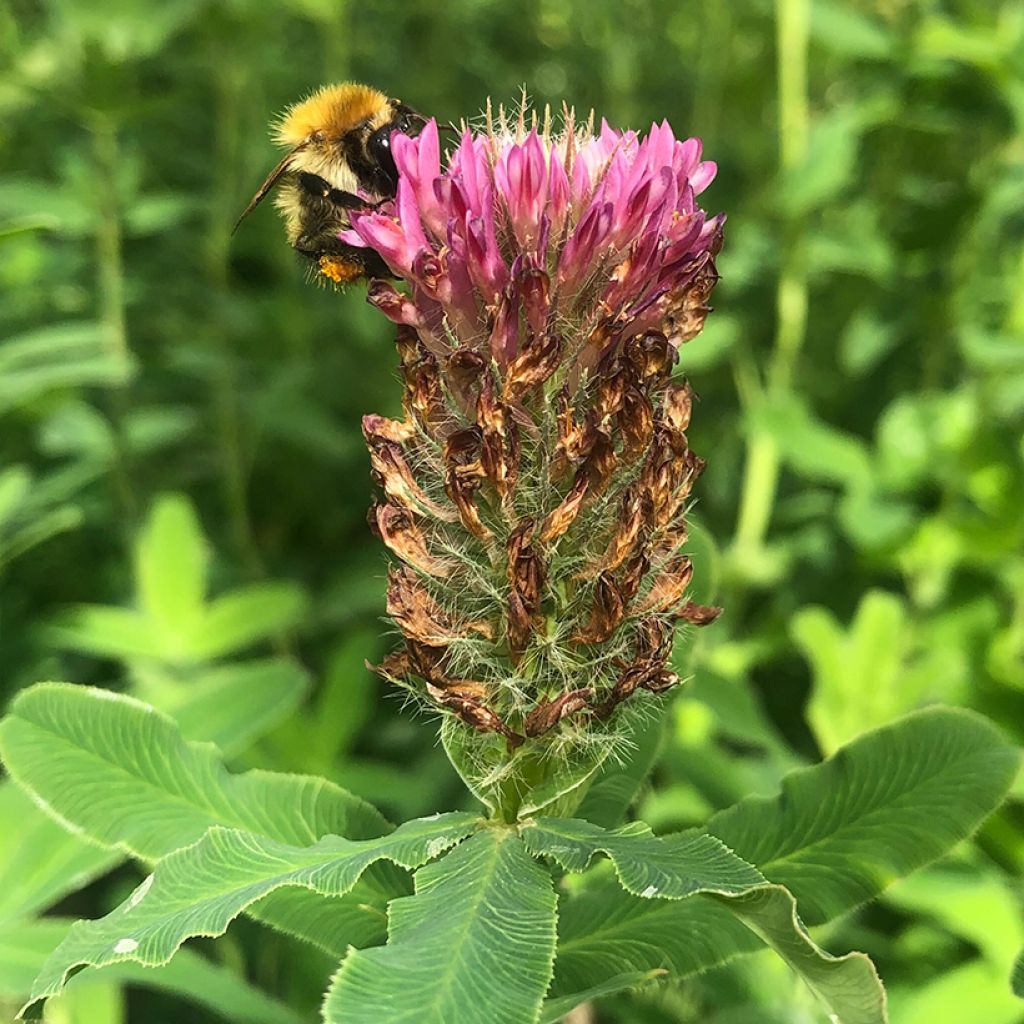Trifolium rubens