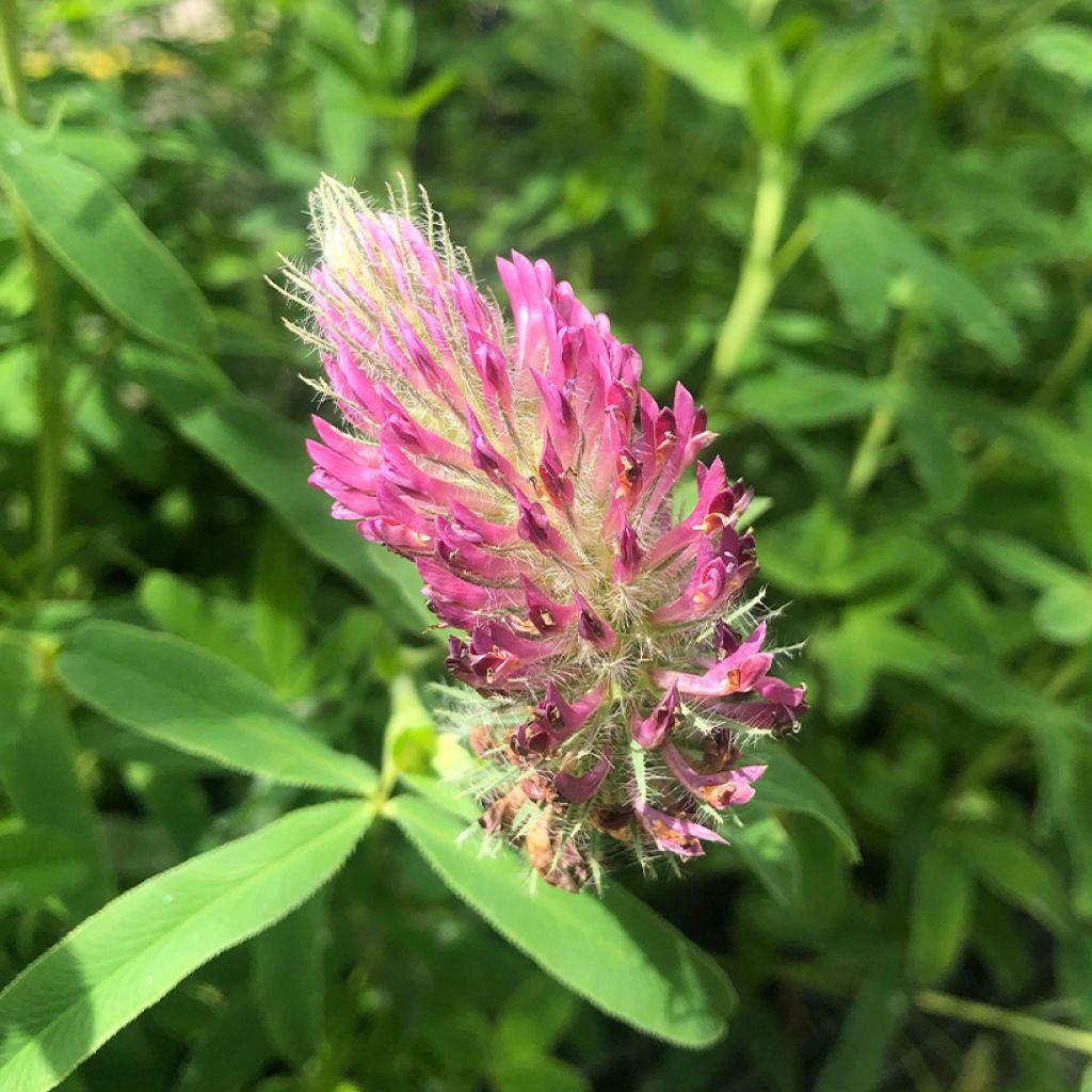 Trifolium rubens