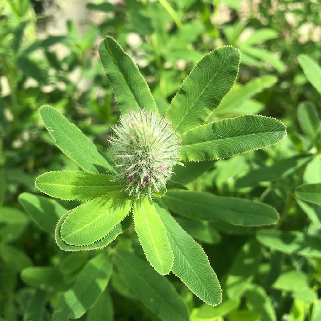 Trifolium rubens