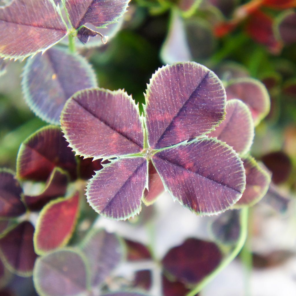 Trifolium repens Quadrifolium Purpureum  - Clover