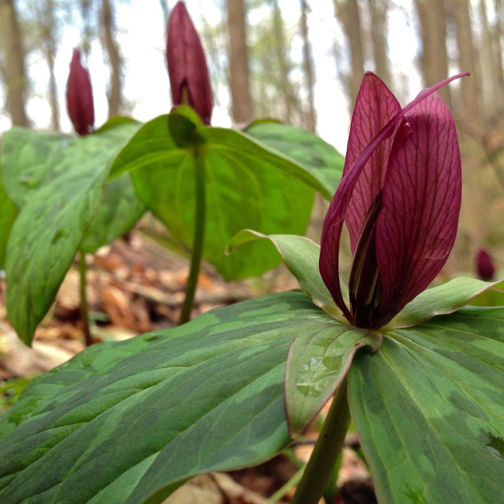 Trillium sessile 