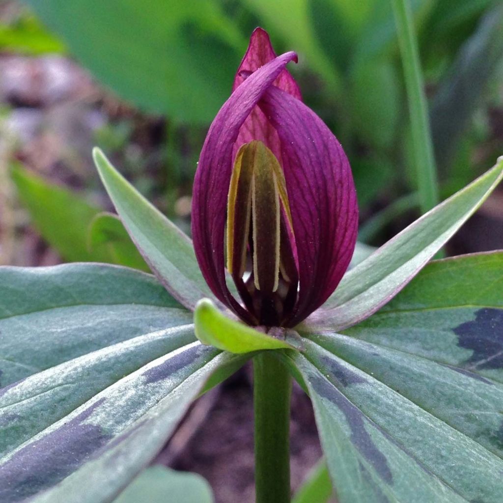 Trillium sessile 