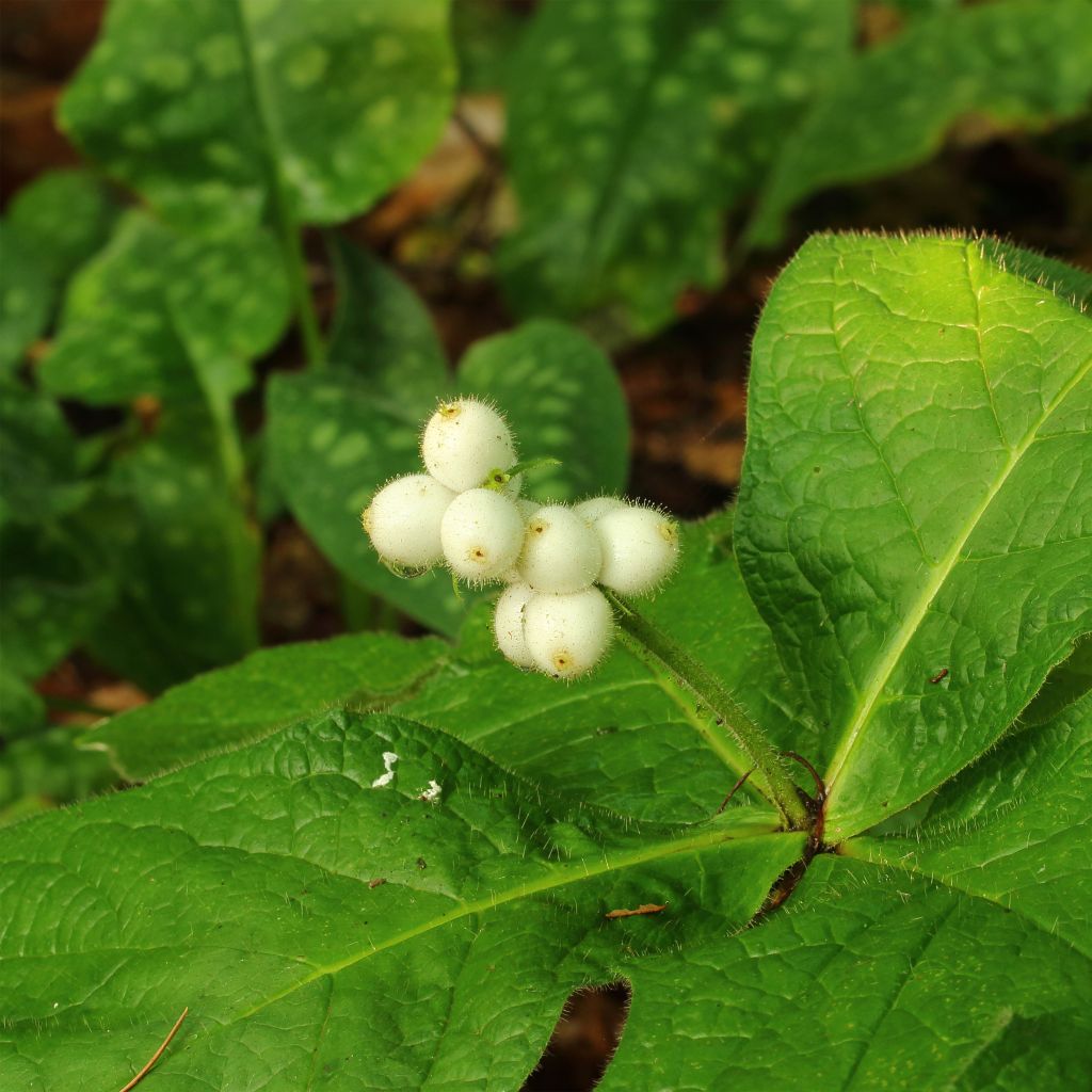 Triosteum pinnatifidum 