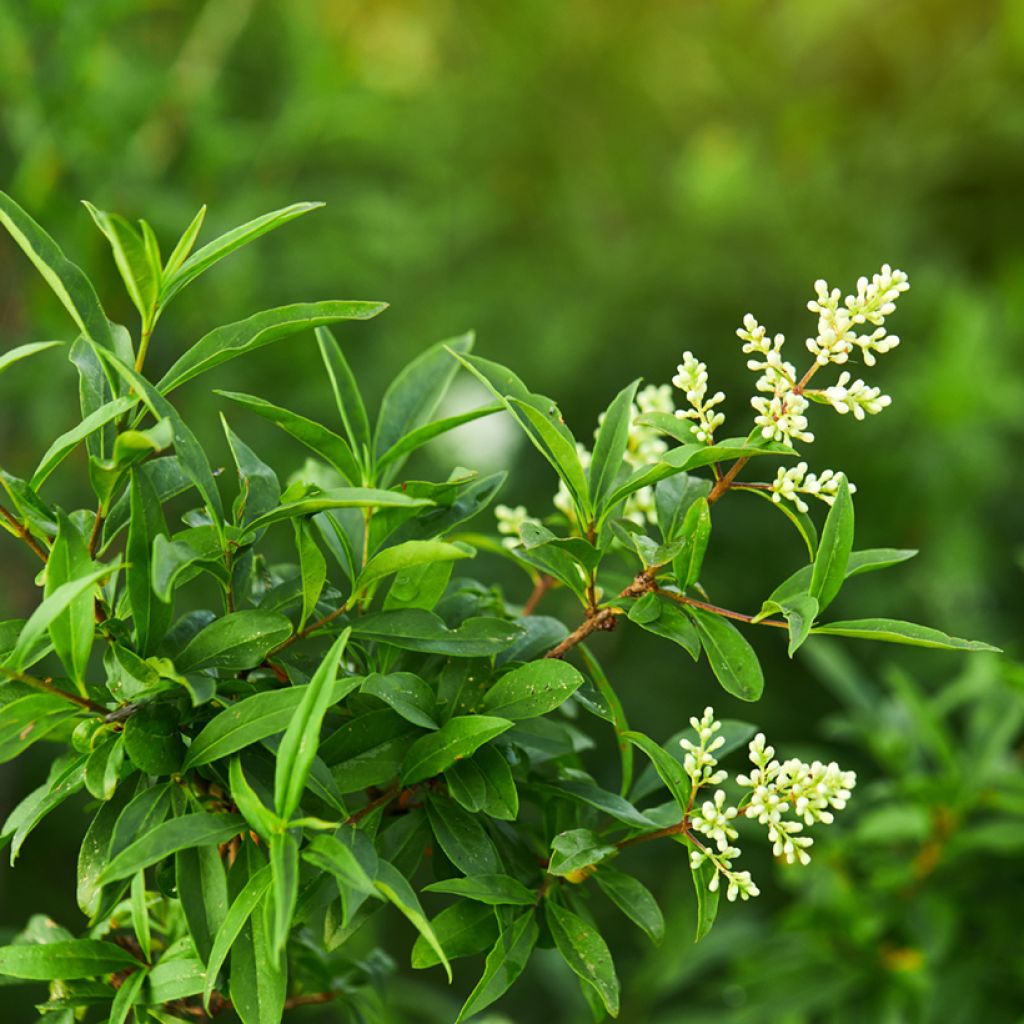 Common Privet - Ligustrum vulgare