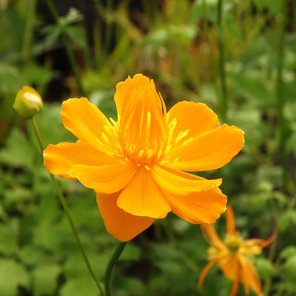 Trollius chinensis Golden Queen