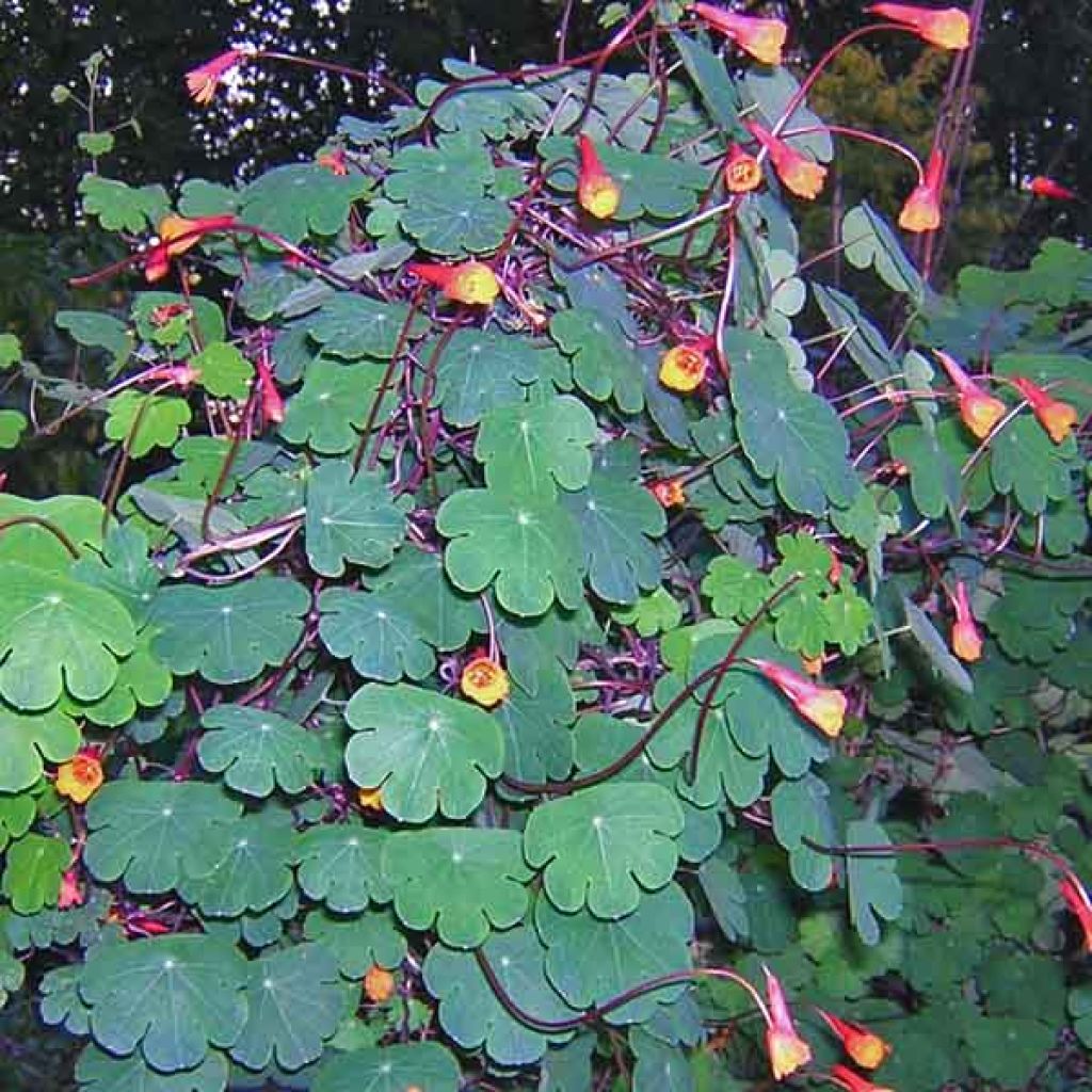 Tropaeolum tuberosum 