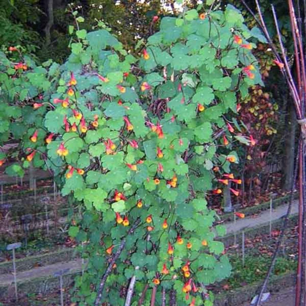 Tropaeolum tuberosum 