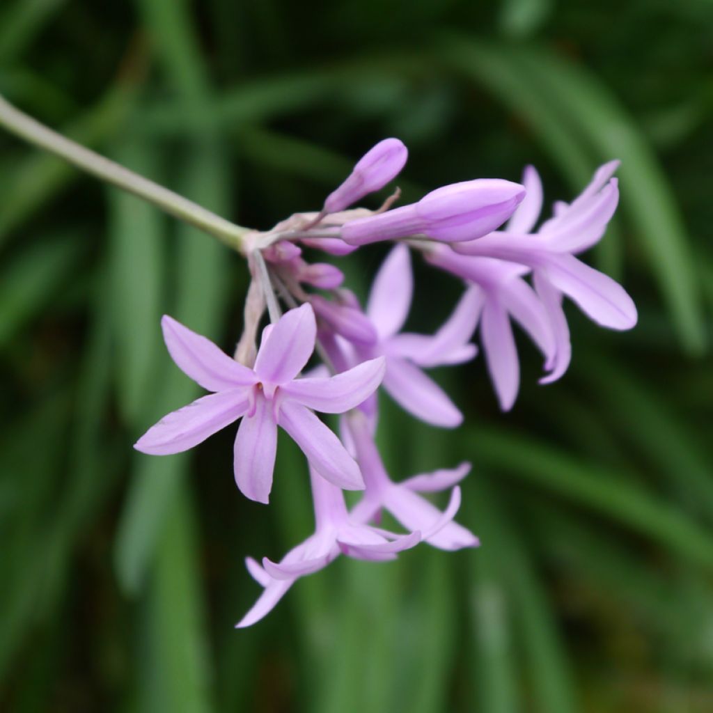 Tulbaghia 'Fairy Star' - Society garlic