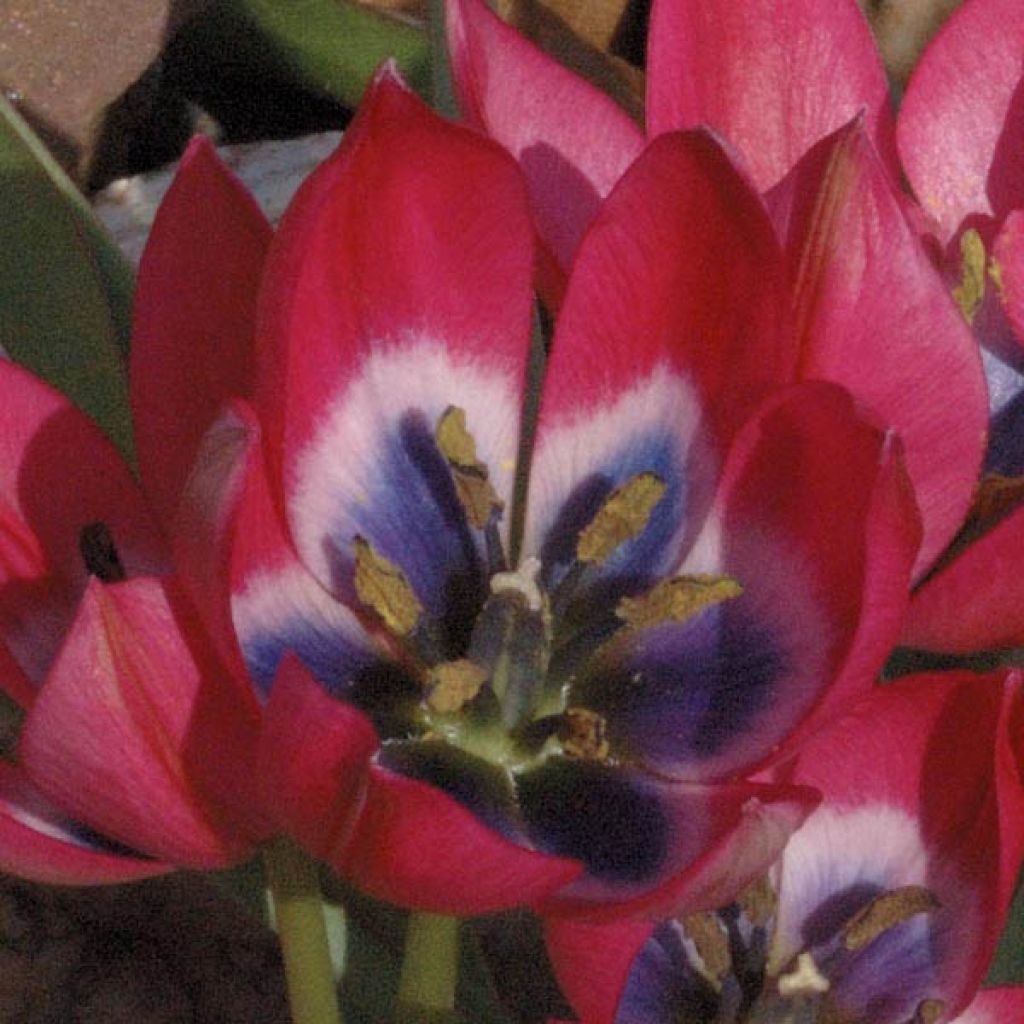 Tulipa hageri Little Beauty