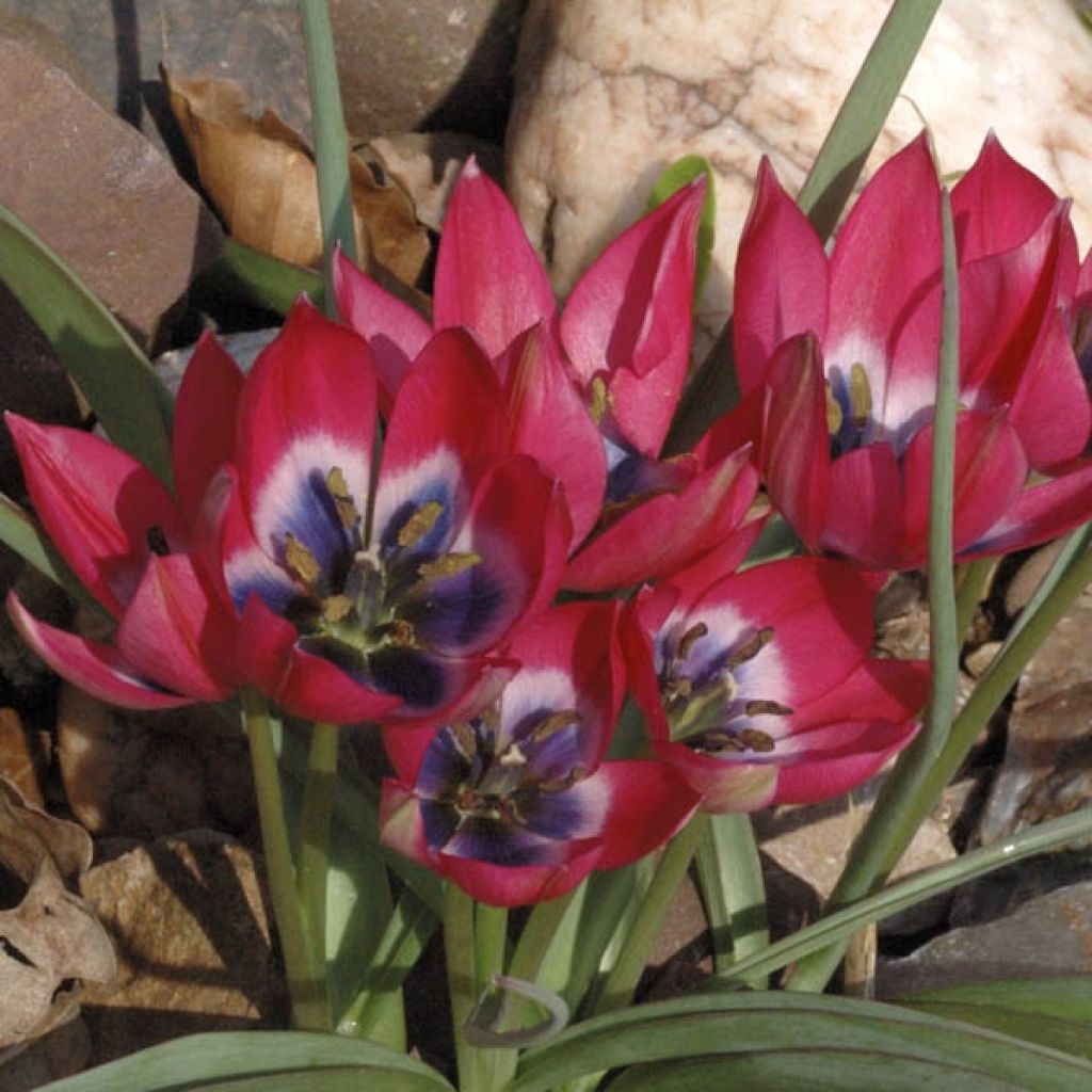 Tulipa hageri Little Beauty