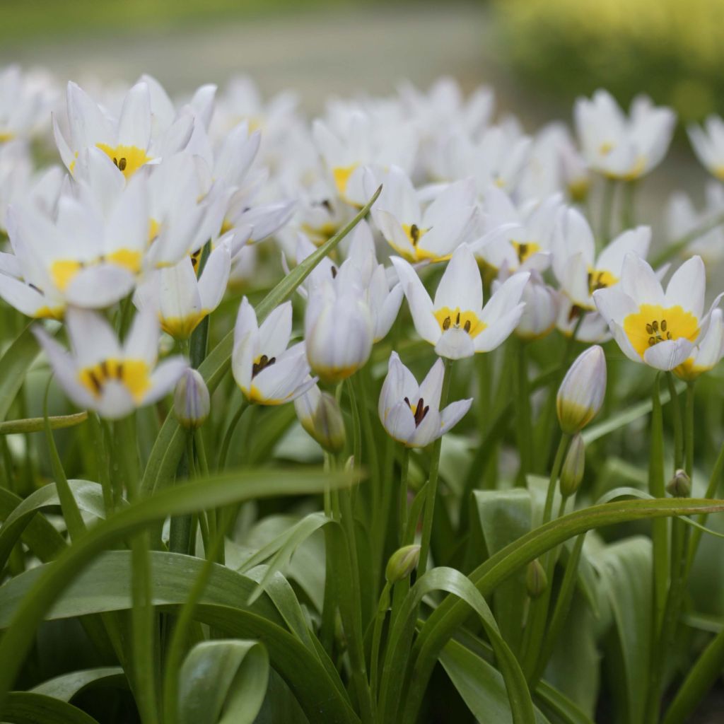 Tulipa saxatilis - Botanical Tulip