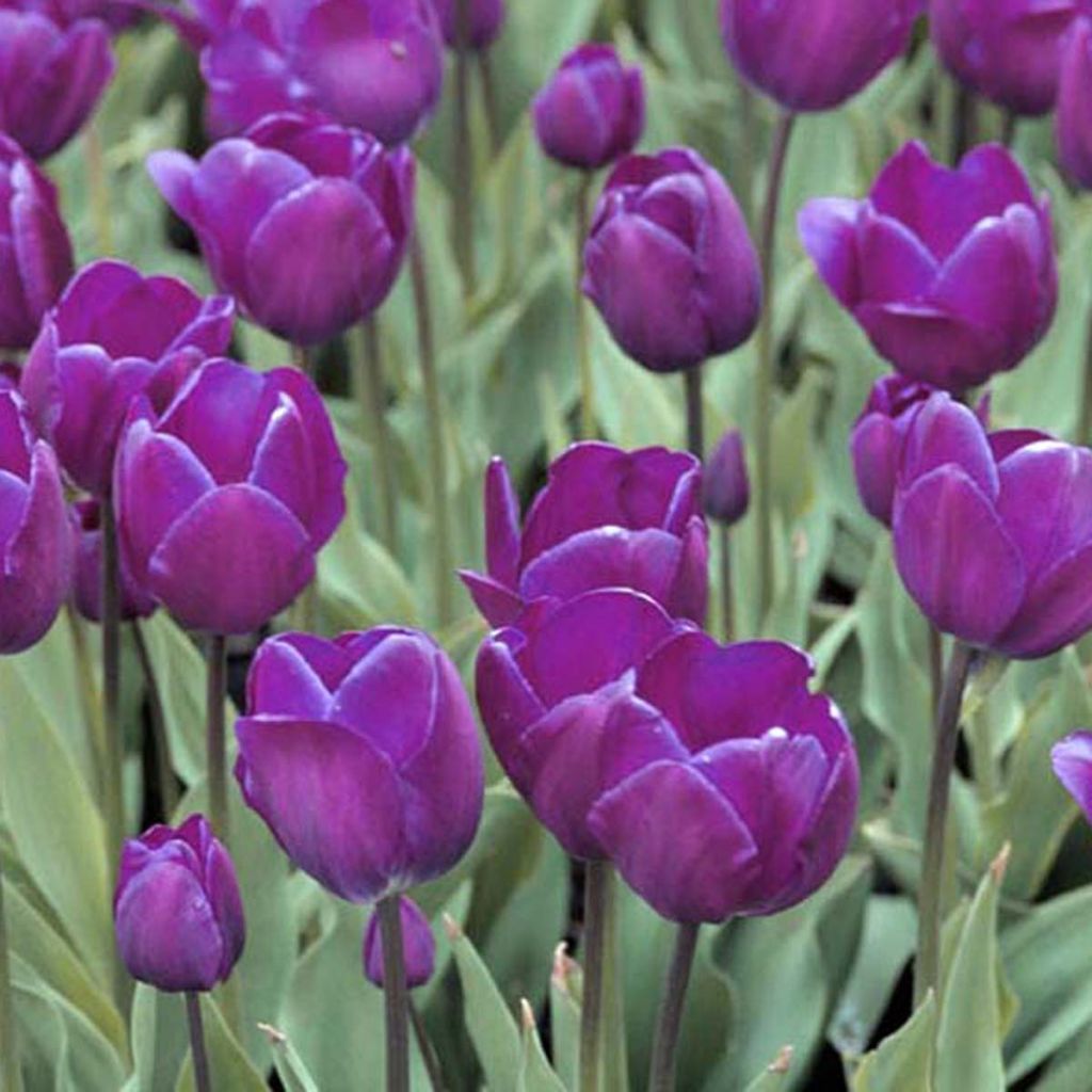 Tulipa Negrita - Triumph Tulip
