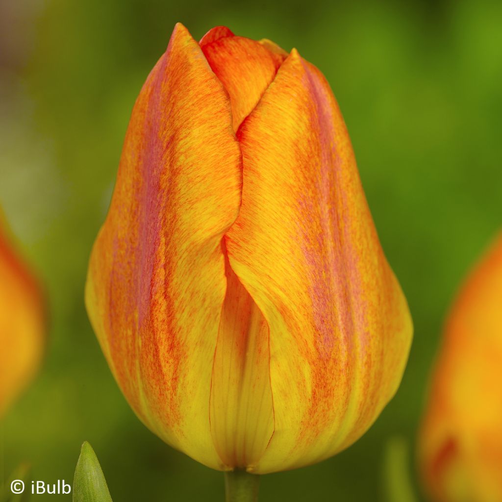 Tulipa  Generaal De Wet - Early single Tulip