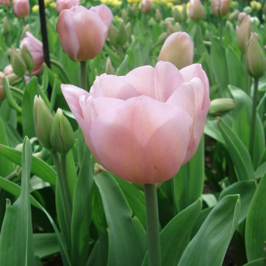 Tulipa Alibi - Triumph Tulip