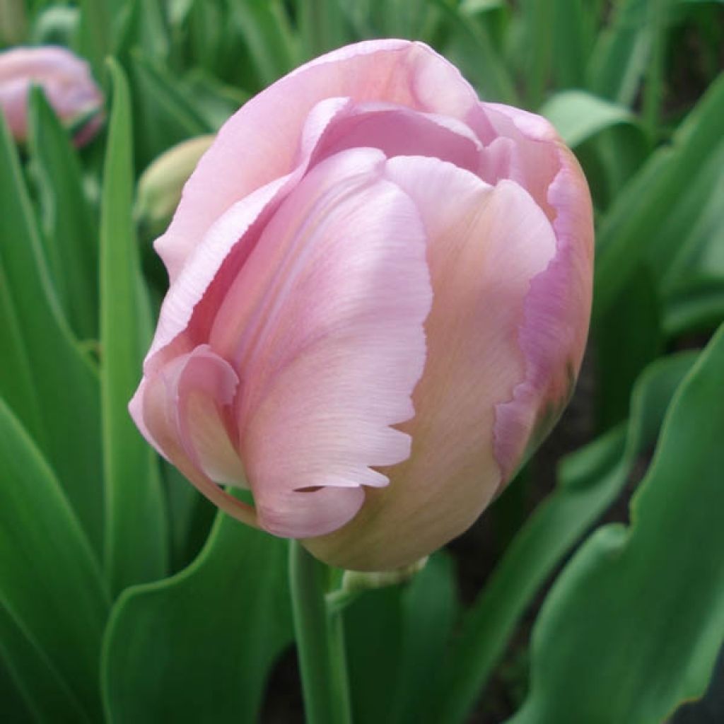 Tulipa Alibi - Triumph Tulip