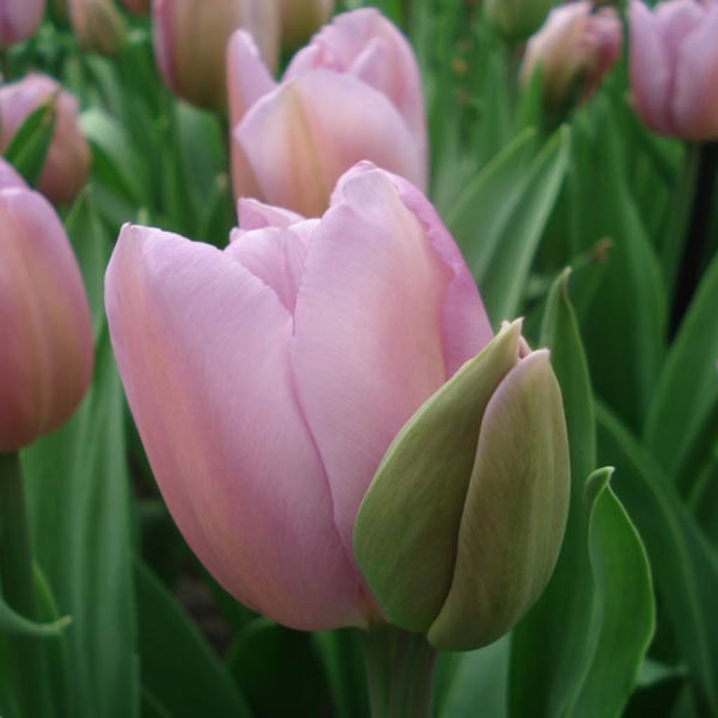 Tulipa Alibi - Triumph Tulip