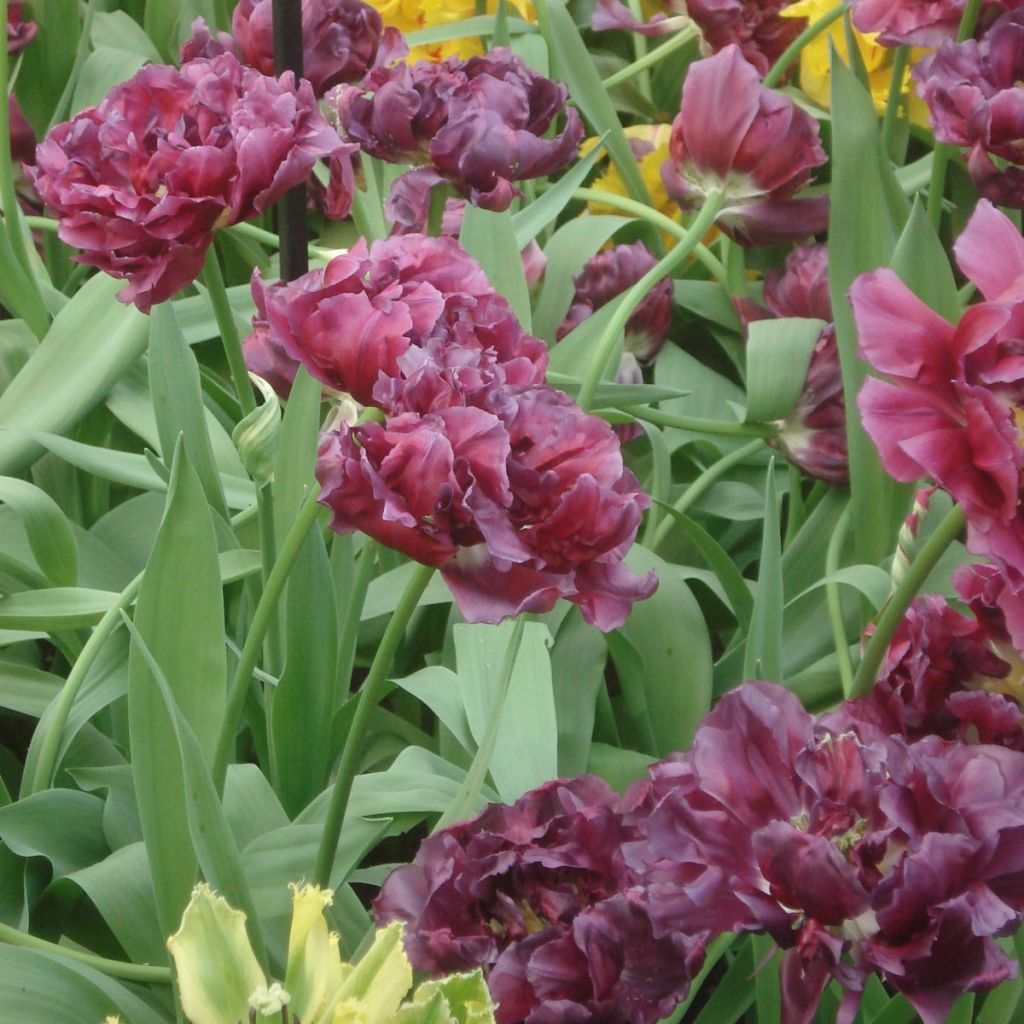 Tulipa Blue Wow