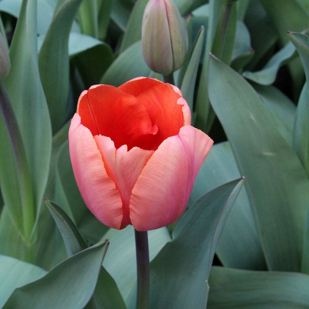 Tulipa 'Apricot Impression'