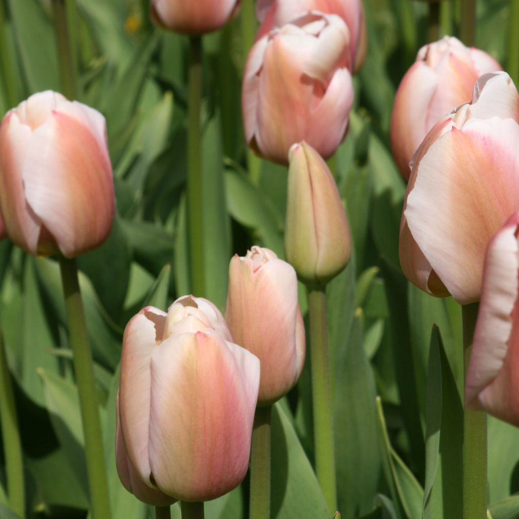 Tulipa Ollioules - Darwin hybrid Tulip