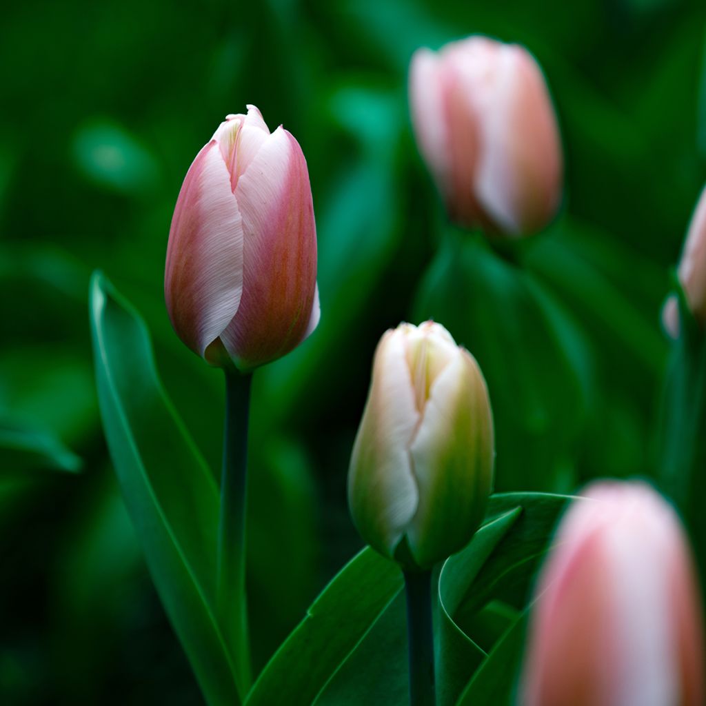 Tulipa Royal Pride - Tulipe Royal Pride, Tulipe Groupe Hybride de Darwin