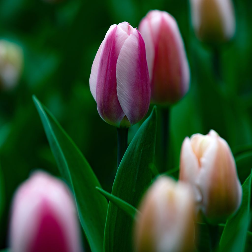 Tulipa Royal Pride - Tulipe Royal Pride, Tulipe Groupe Hybride de Darwin
