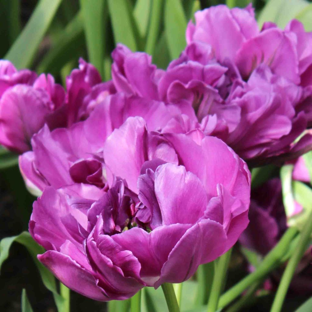 Tulipa Purple Pion- Double Early Tulip