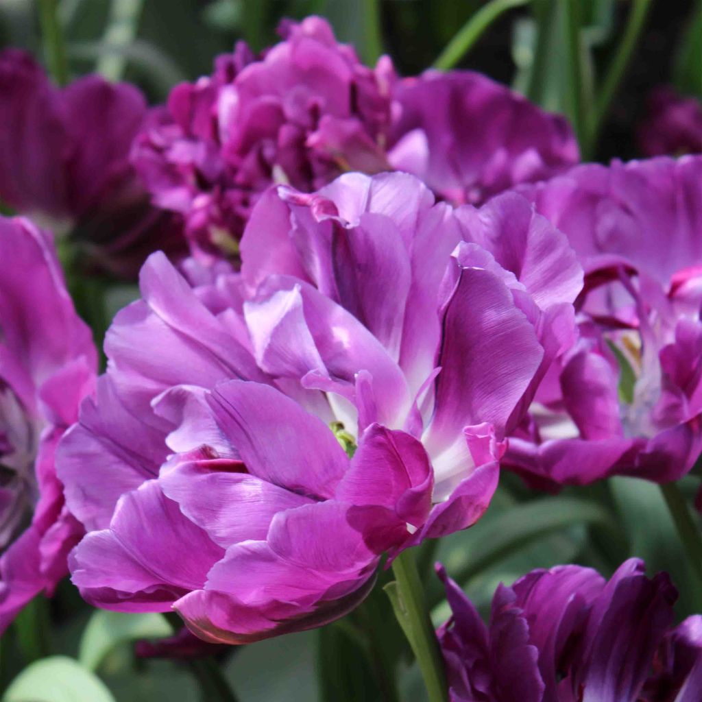 Tulipa Purple Pion- Double Early Tulip