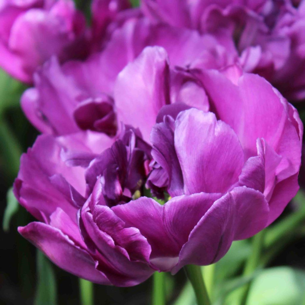Tulipa Purple Pion- Double Early Tulip