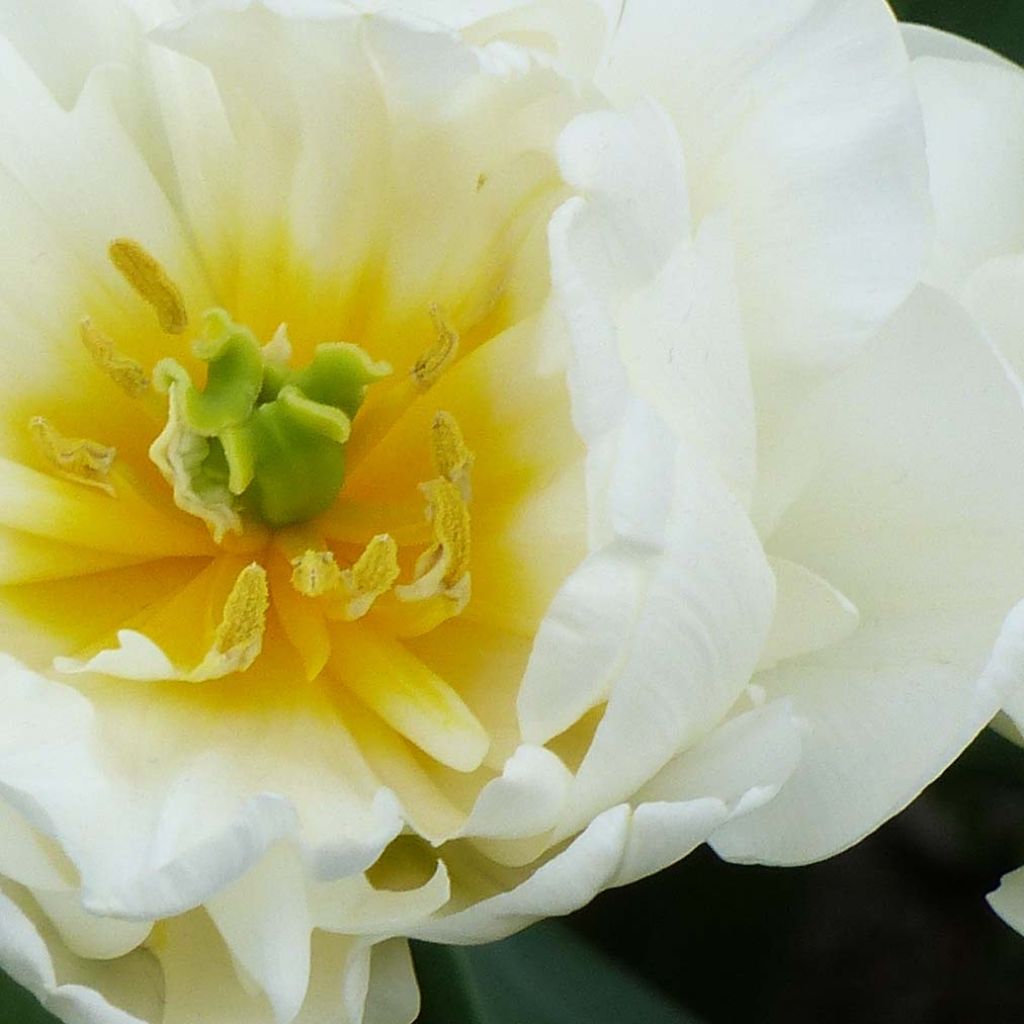 Tulipa Cool - Late double Tulip