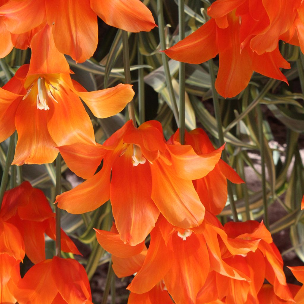 Tulipa Ballerina - Lily flowering Tulip