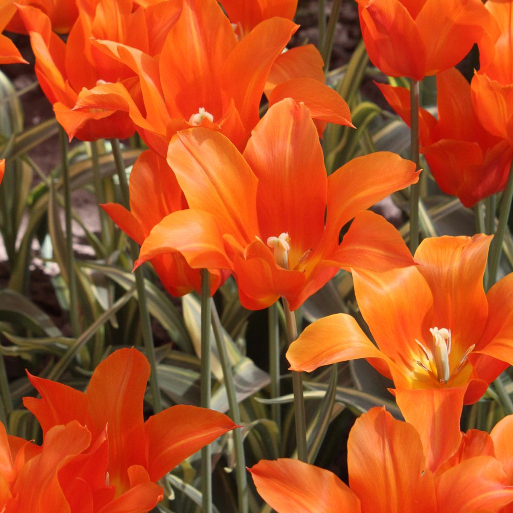 Tulipa Ballerina - Lily flowering Tulip