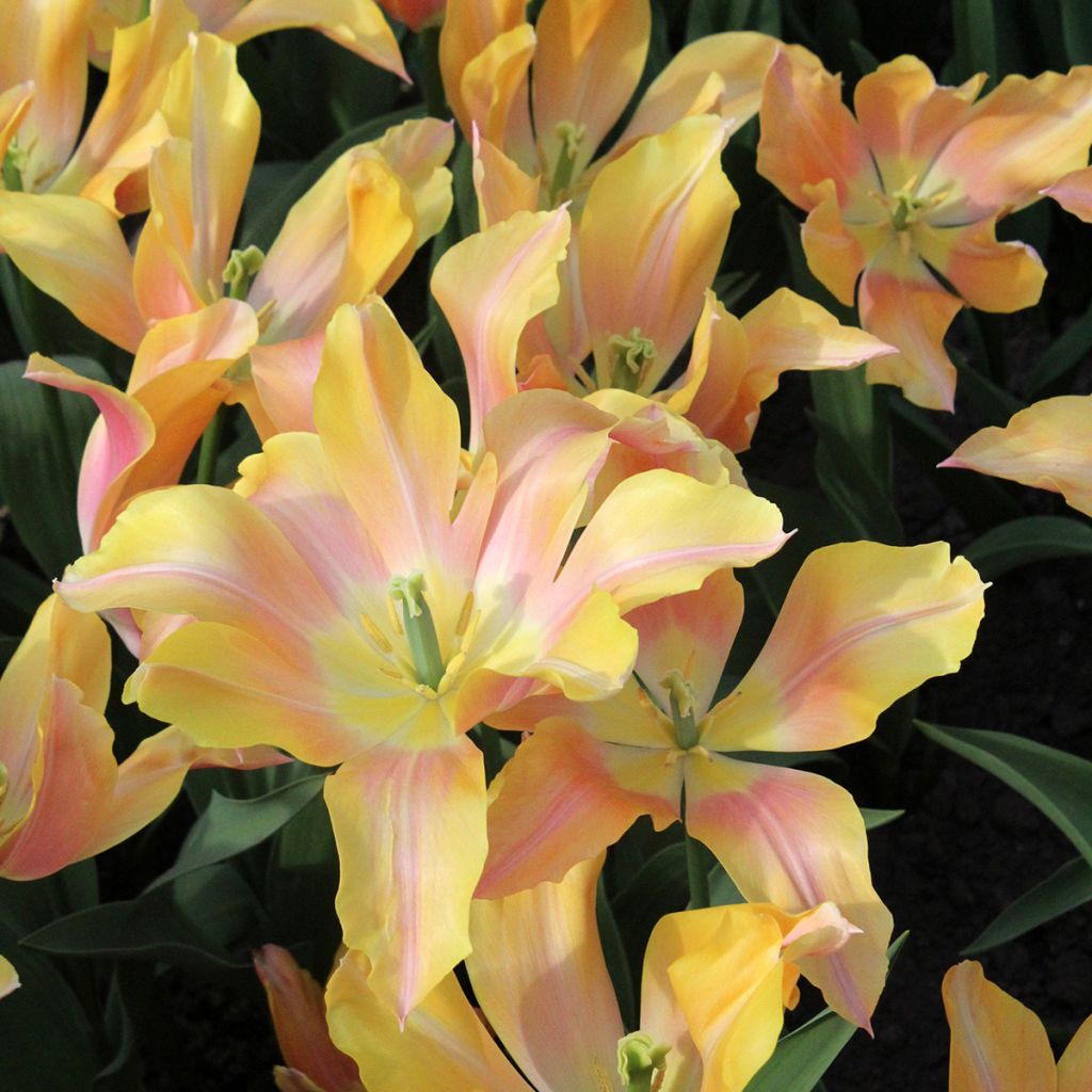 Tulipa Marianne