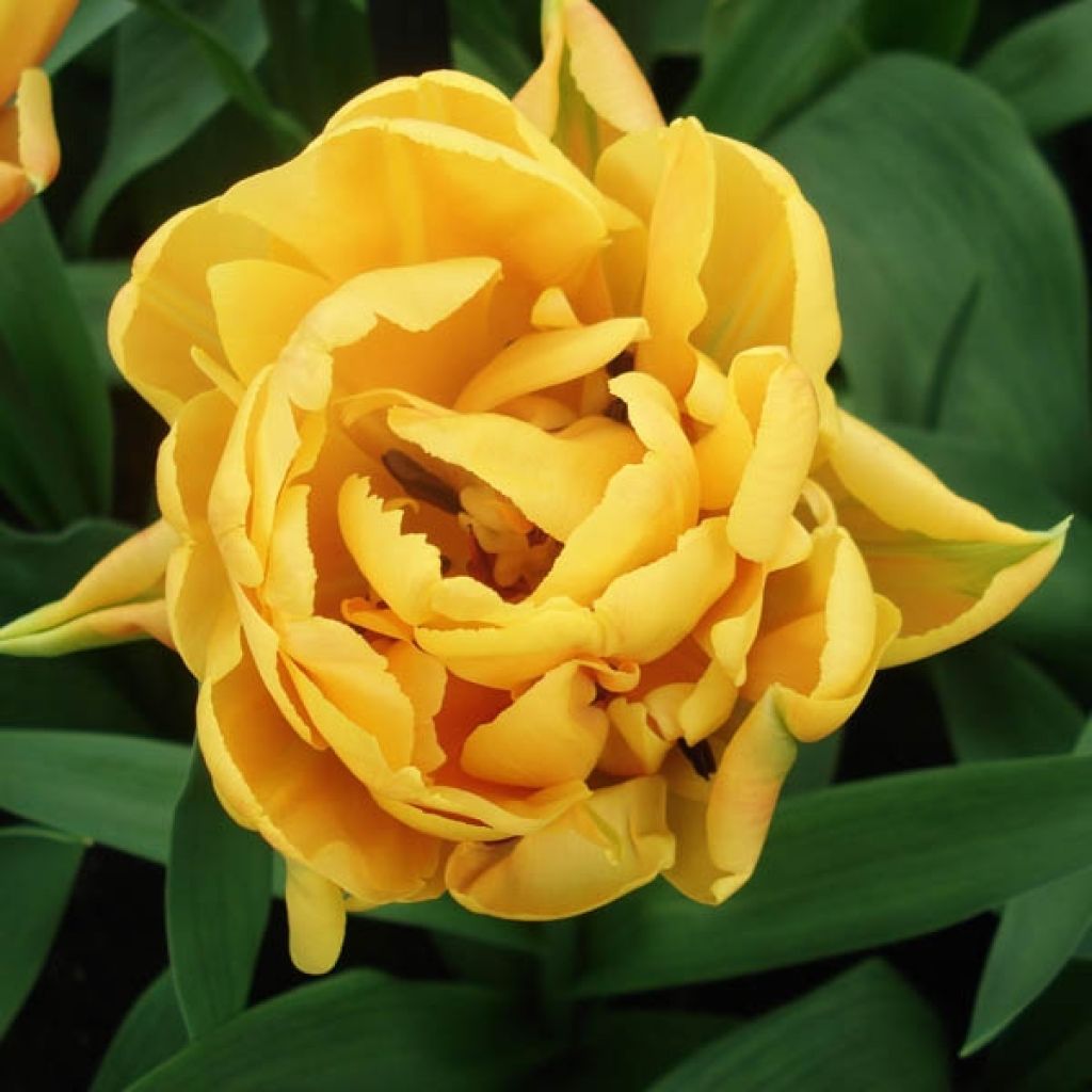Tulipa Freeman- Double Early Tulip