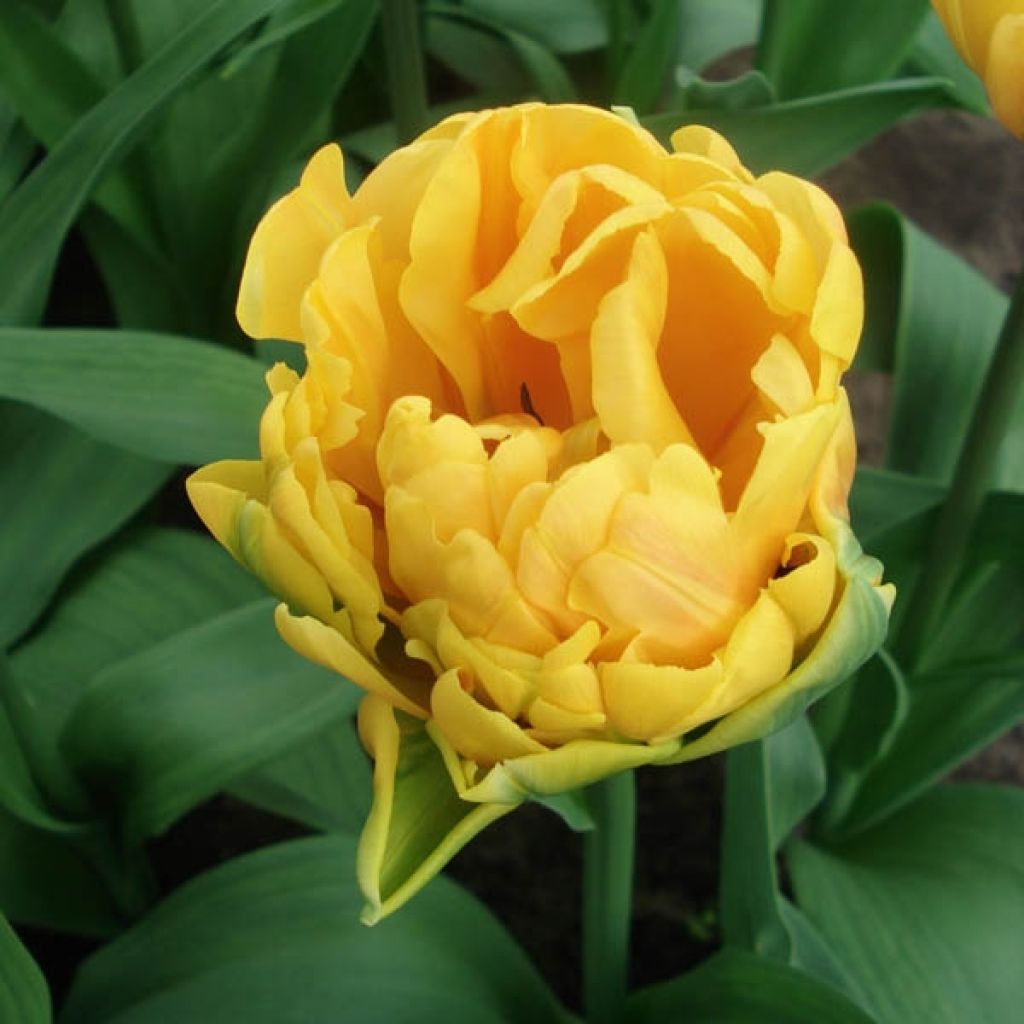 Tulipa Freeman- Double Early Tulip