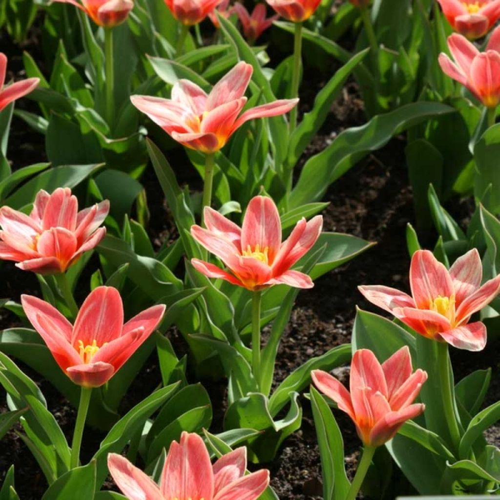 Tulipa kaufmanniana 'Fashion'
