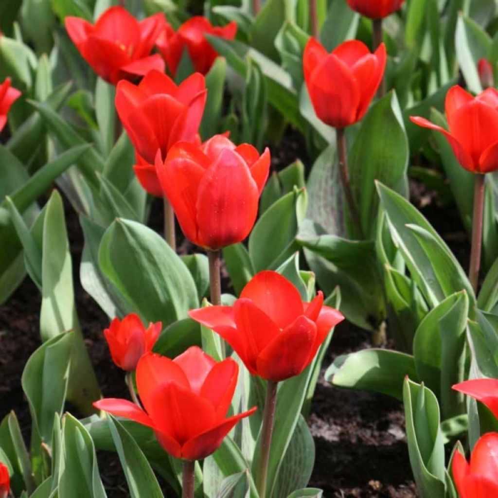 Tulipa kaufmanniana 'Show Winner'