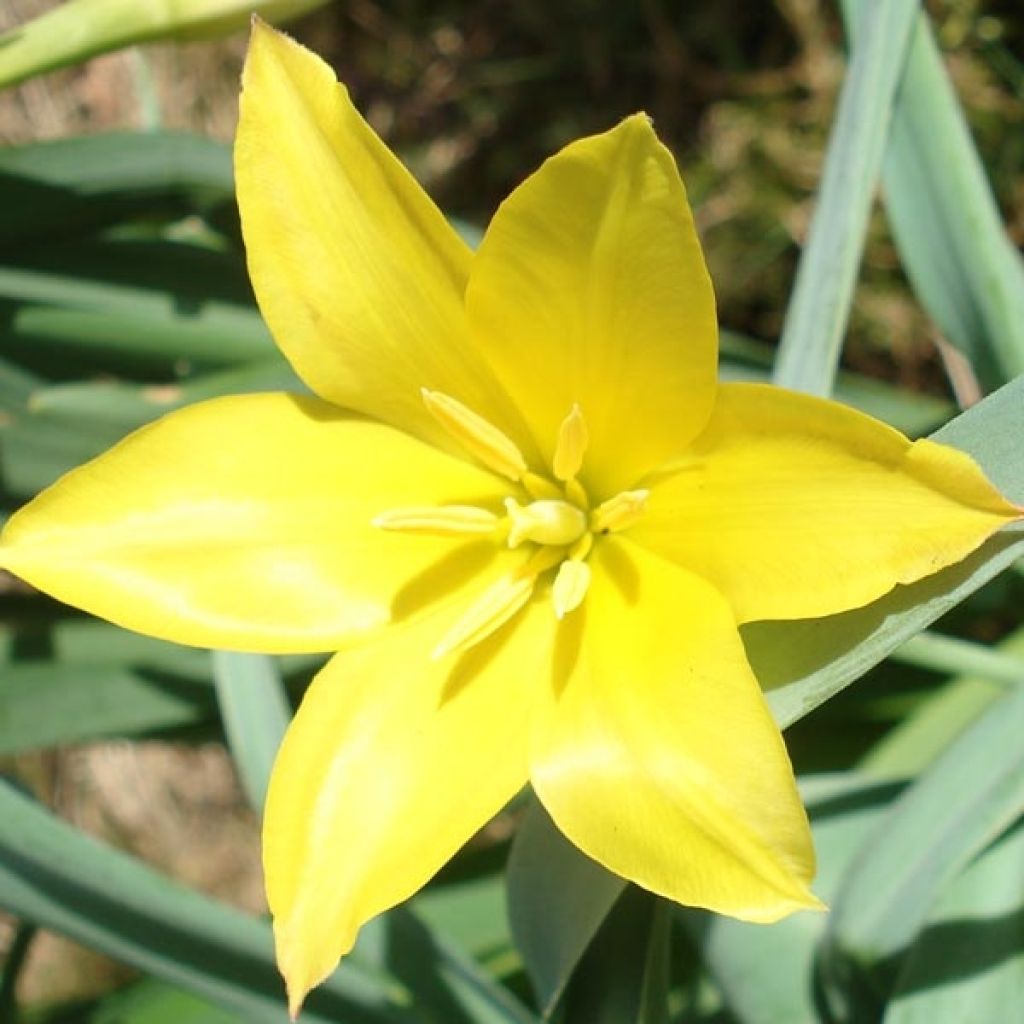 Tulipa kolpakowskiana 