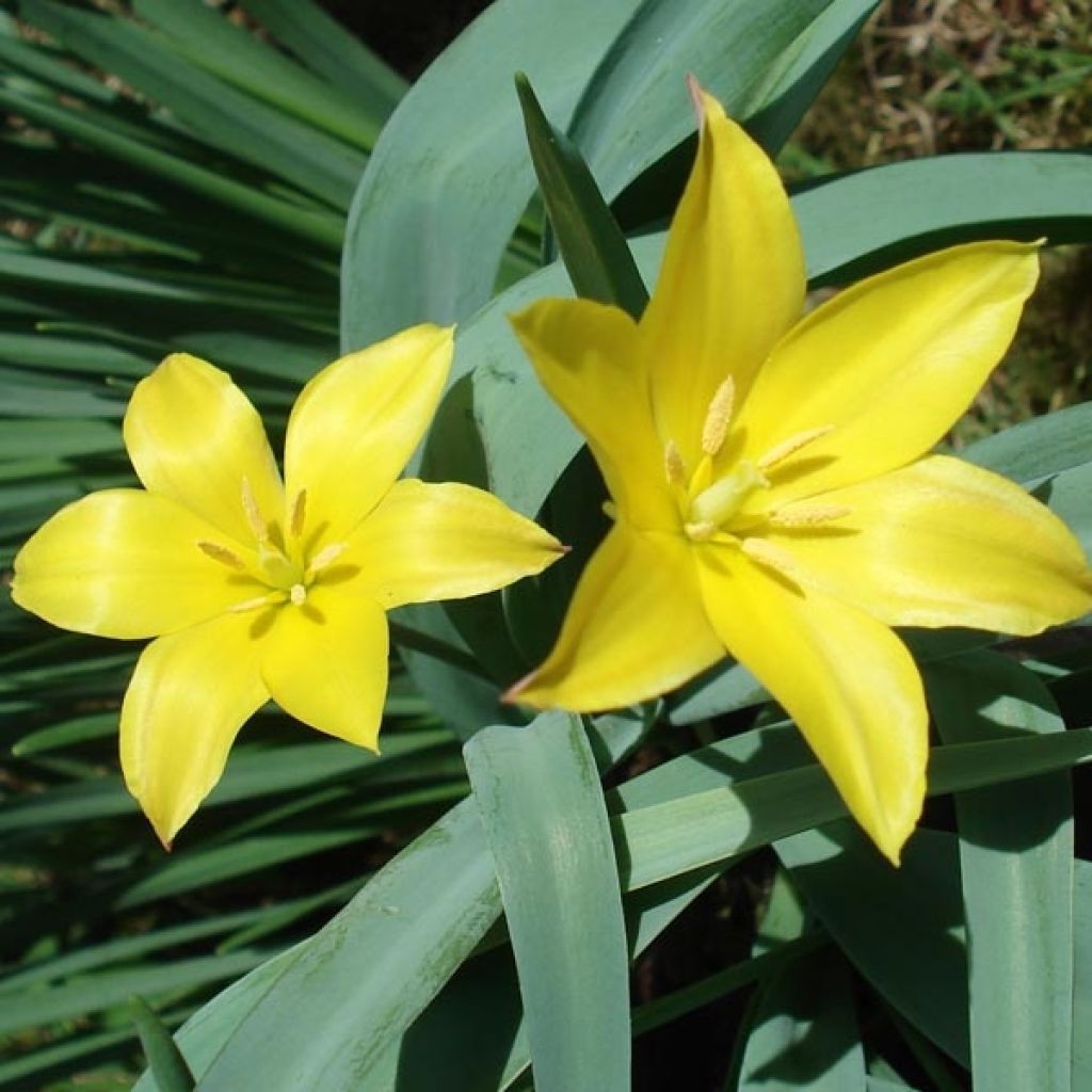 Tulipa kolpakowskiana 