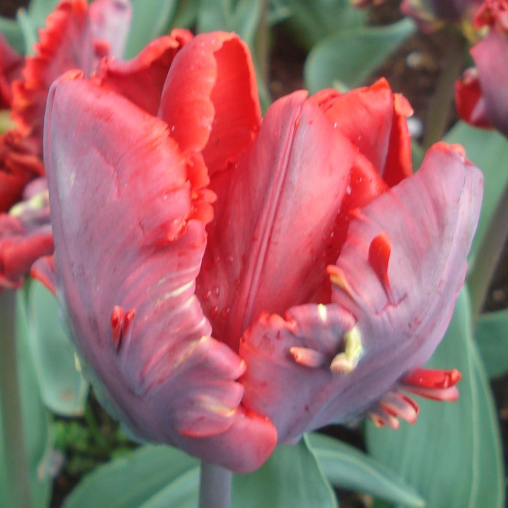 Tulipa Rococo - Parrot Tulip